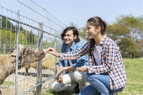 動物園 デート 付き合う 前